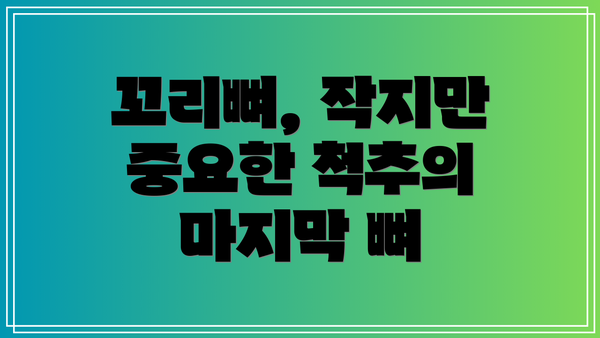 꼬리뼈, 작지만 중요한 척추의 마지막 뼈