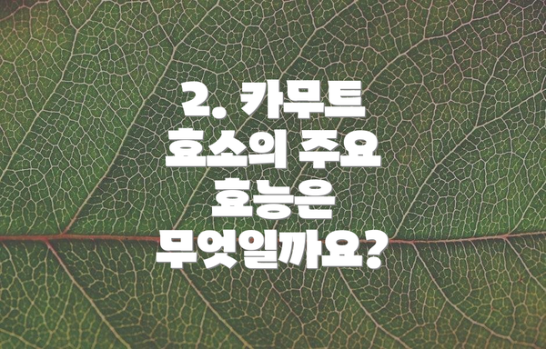 2. 카무트 효소의 주요 효능은 무엇일까요?